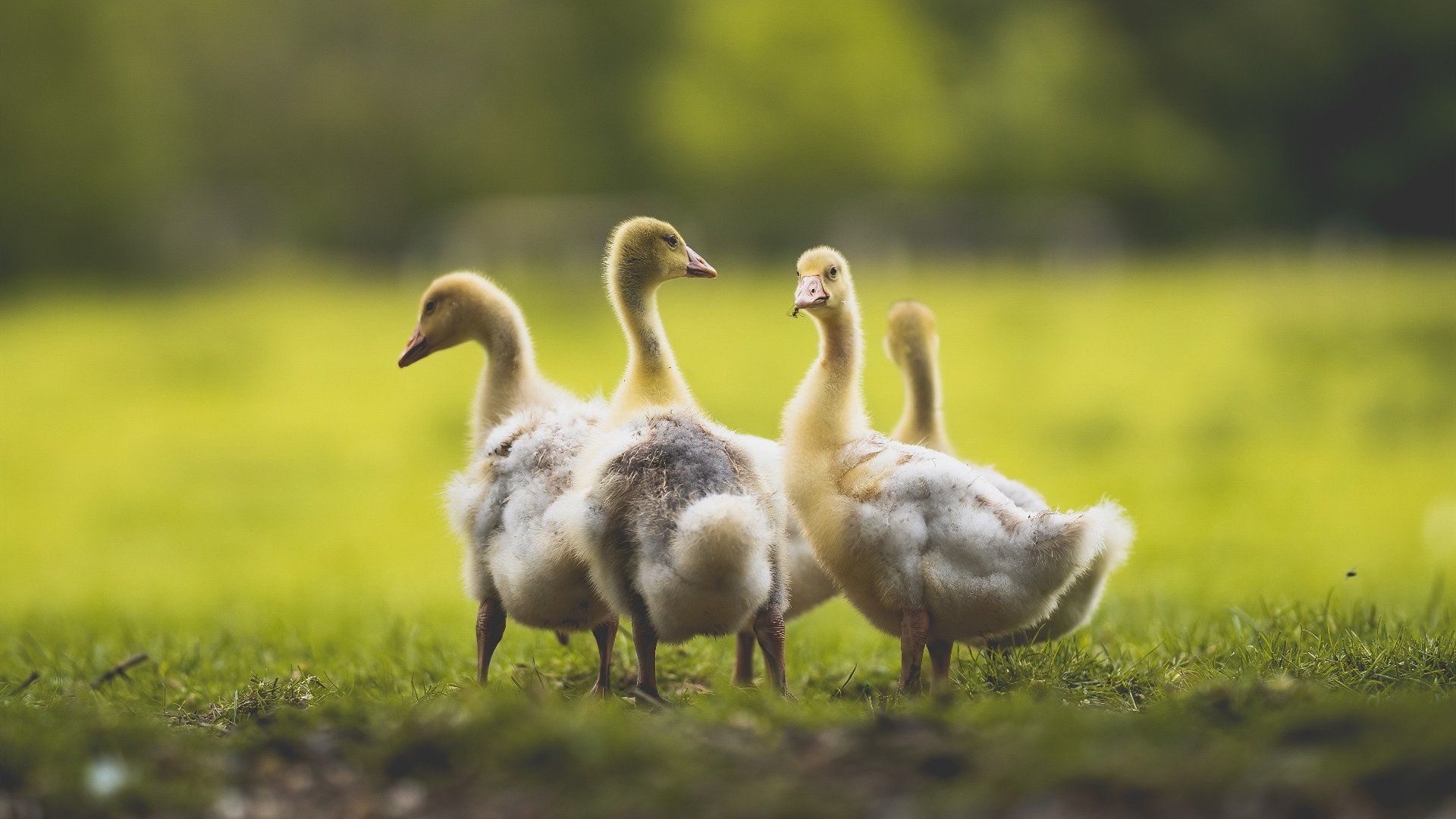 巴黎连胜,本轮5-0大胜马赛,姆巴佩梅开二度,姆巴佩破门巴黎2-0马赛